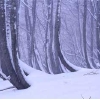 DSC_0100-01.jpg