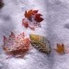 DSC_0105-01.jpg